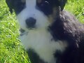 Neo con 2 meses