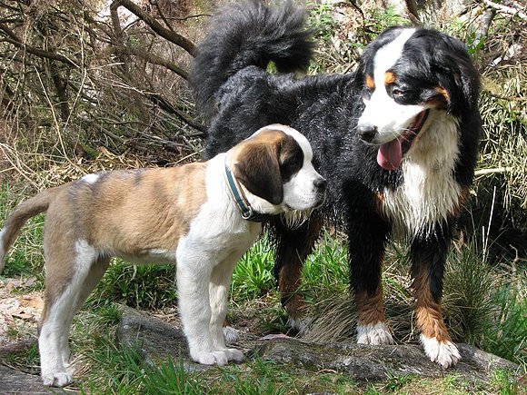Morgan y Genova