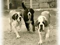 Las tres fieras