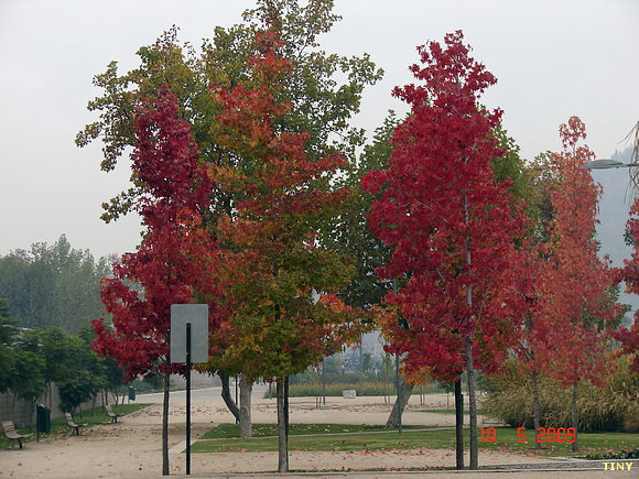Otoño en Santiago de Chile "Parque Bicentenario"