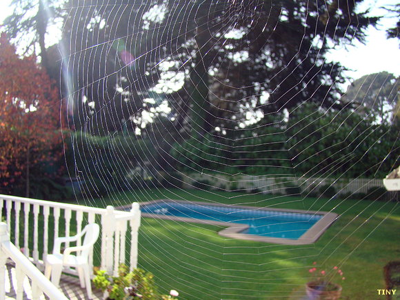 Tela de Araña sobre la ventana