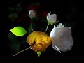 Rosas...