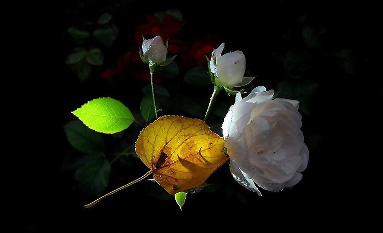 Rosas...