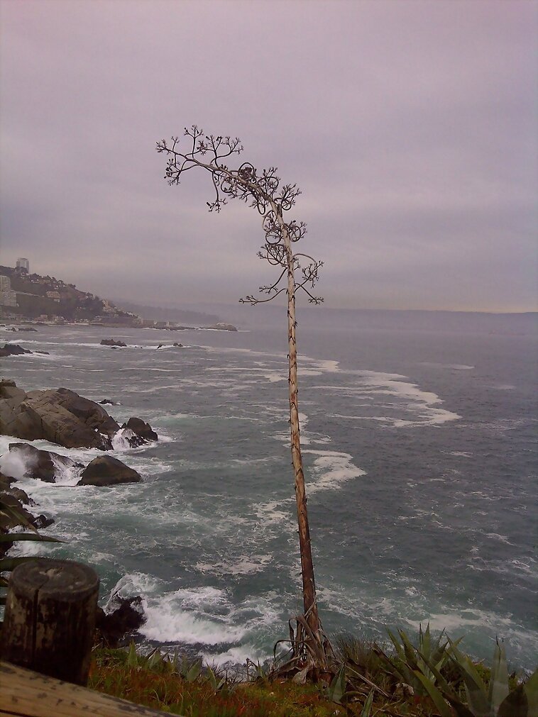 VIña del Mar... en invierno.