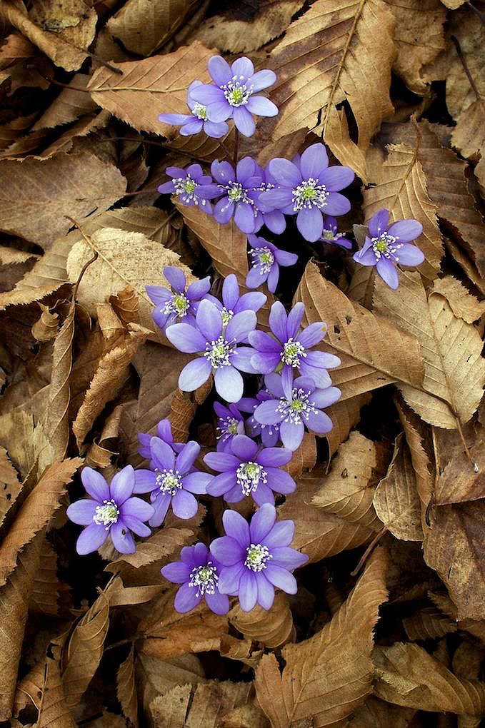 flores pequeñas... pero bellas.