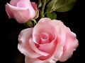 Bellas rosas...