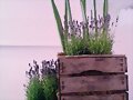 Lavanda