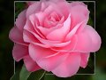 Una bella rosa...