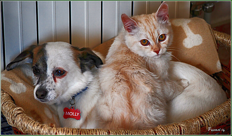 moon y molly