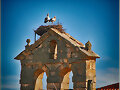 cigue&ntilde;as