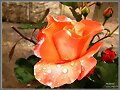 Rosa