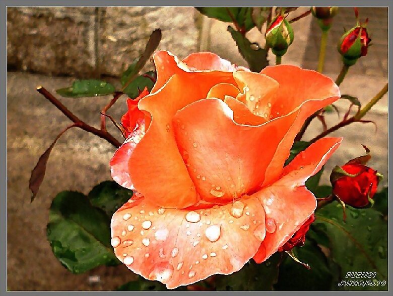 Rosa