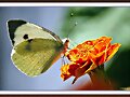 Mariposa