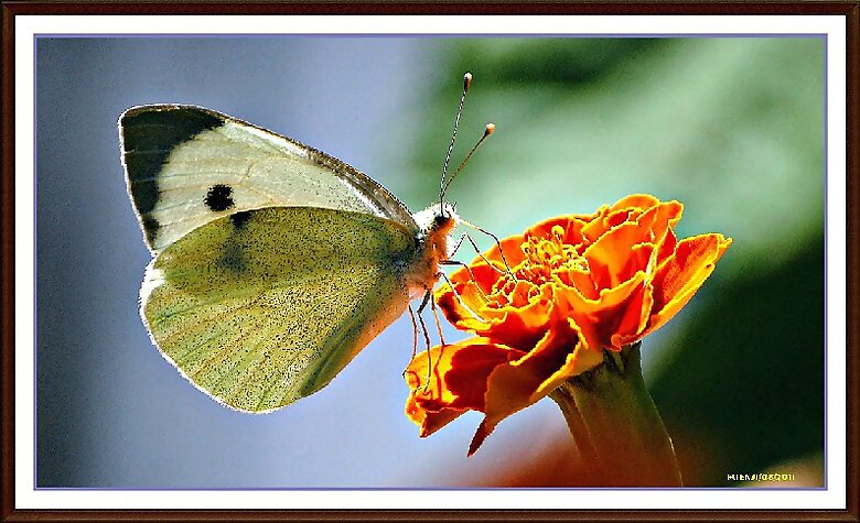 Mariposa