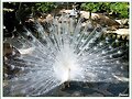 Pavo Real, Parque de Plasencia, C&aacute;ceres
