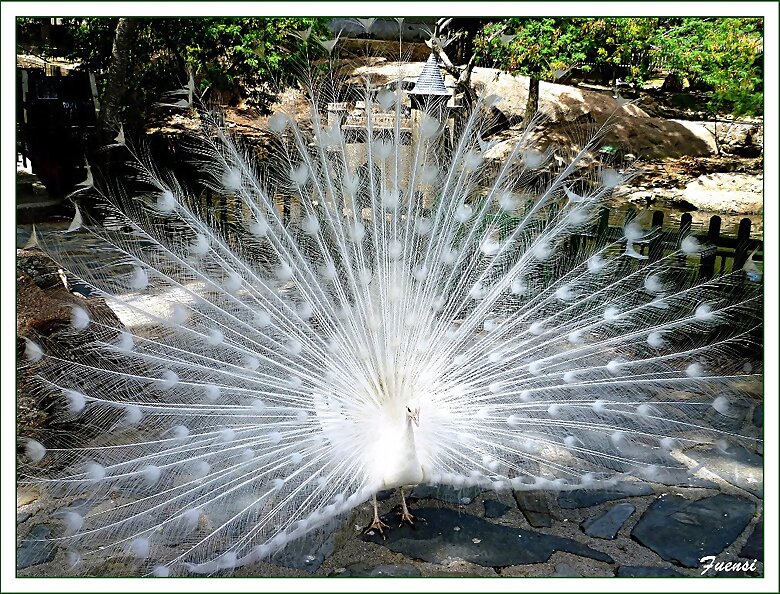 Pavo Real, Parque de Plasencia, Cáceres