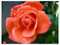 Rosa del 9 de junio