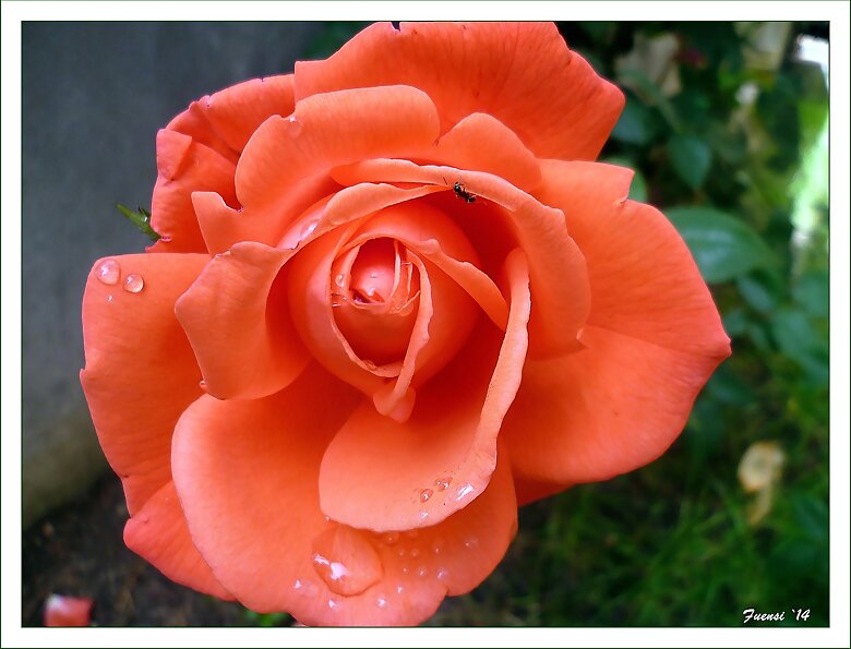Rosa del 9 de junio