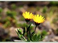 Florecillas del campo