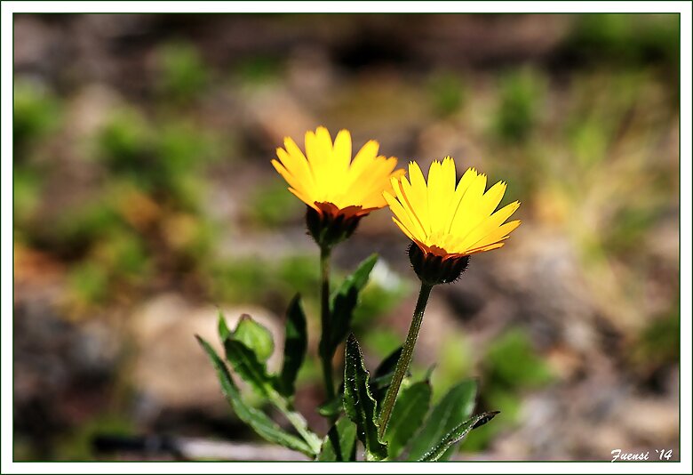 Florecillas del campo