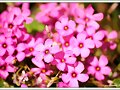 Tr&eacute;boles rosas