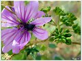 Flor silvestre con escarabajo