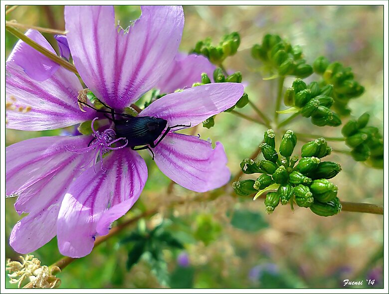 Flor silvestre con escarabajo