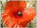 Amapola