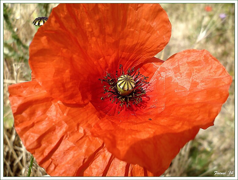 Amapola