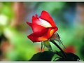Rosa....