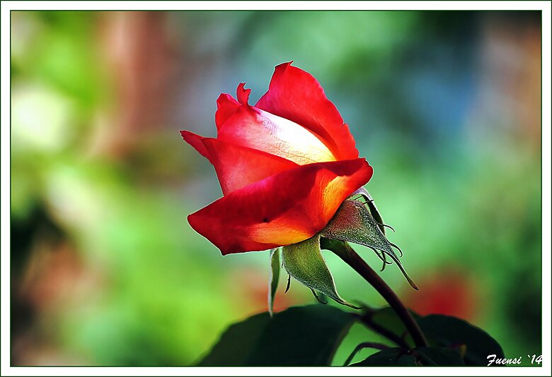 Rosa....