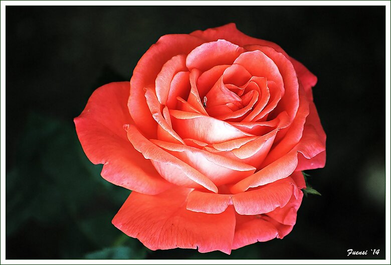 Rosa en flor
