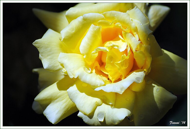 Rosa amarilla en flor