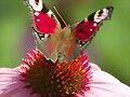 las cinco mariposas del dia 18/07/2012