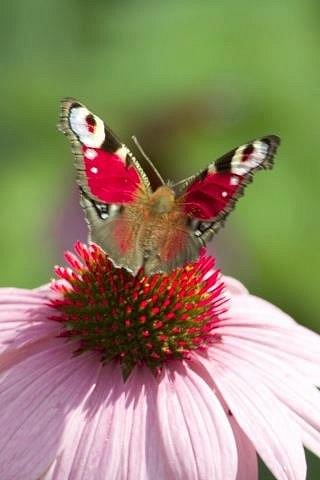 las cinco mariposas del dia 18/07/2012