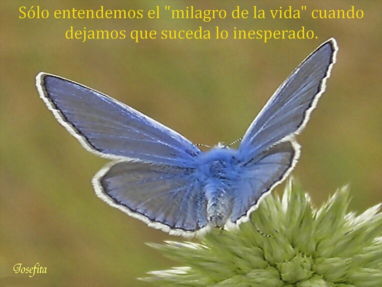 el milagro de la vida