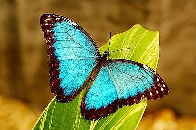 Azul