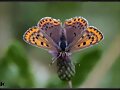 Mariposa del dia 28/enero /2014