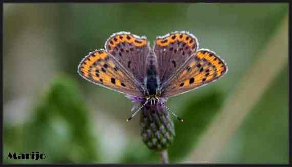 Mariposa del dia 28/enero /2014