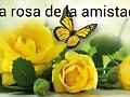Rosa amarilla Mariposa
