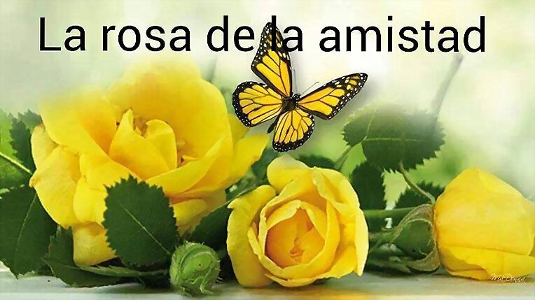 Rosa amarilla Mariposa