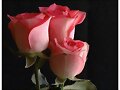 flores a medio abrir