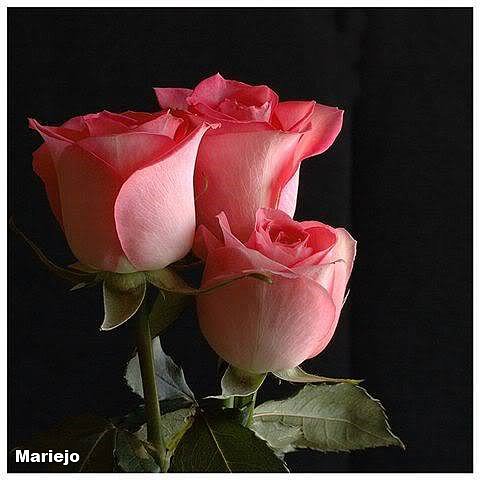 flores a medio abrir