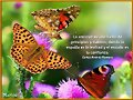 bonitas mariposas