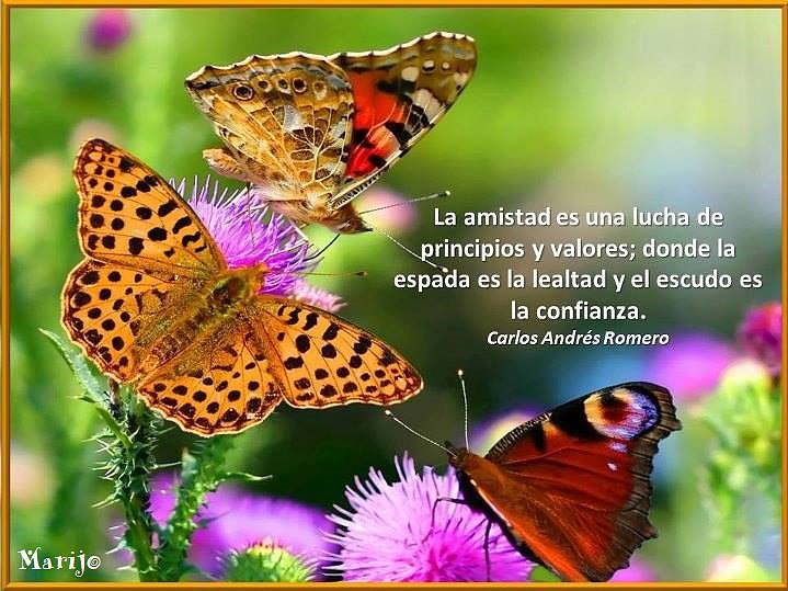 bonitas mariposas