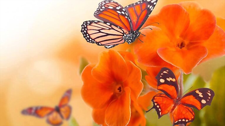de colores naranja