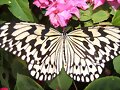 despues de mucho otra mariposa
