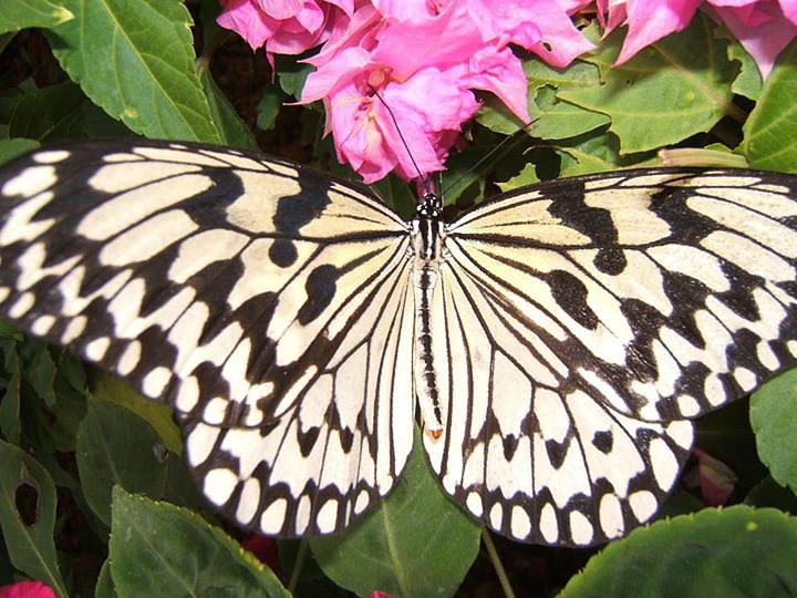 despues de mucho otra mariposa