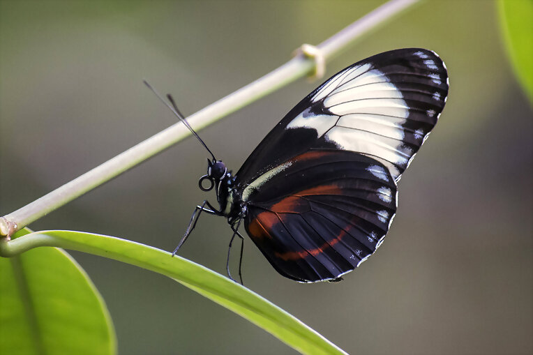 bella Mariposa1