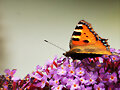 color naranja bis